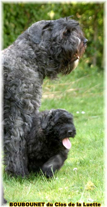 bouvier des flandres du clos de la luette SITE WEB ELEVAGE DU CLOS DE LA LUETTE SPECIALISE POUR LE BOUVIER DES FLANDRES ©